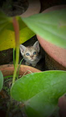 A curious kitten dressed in a soft pastel dress exploring a flower pot.