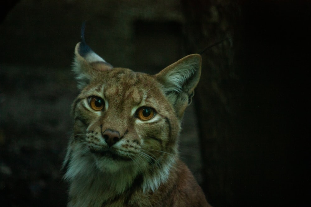 a wild cat with a black background