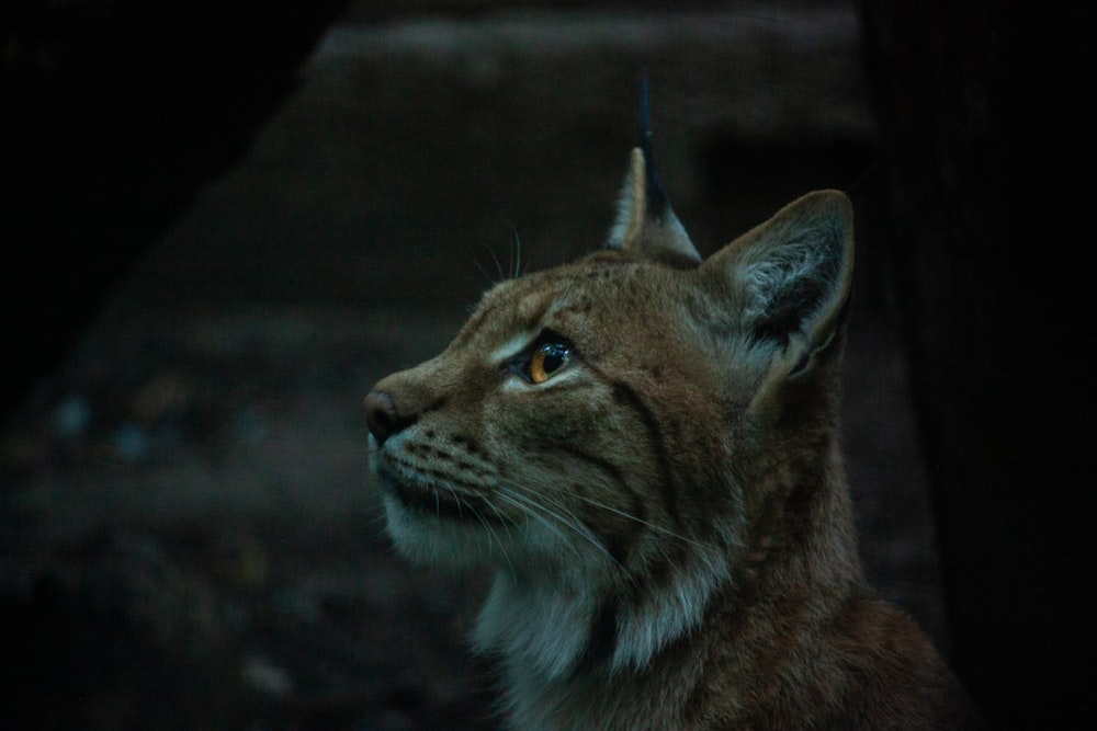 a wild cat with a pointy ears