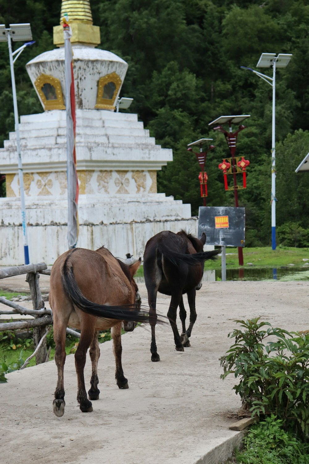 horses walking on a path