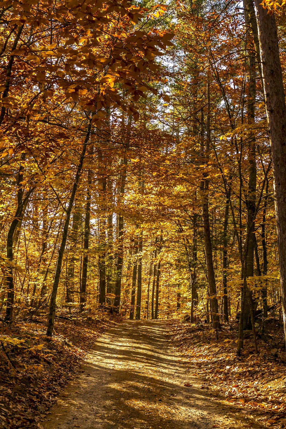 a dirt road in a forest