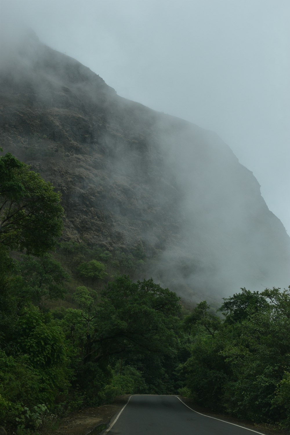 a road with trees and fog