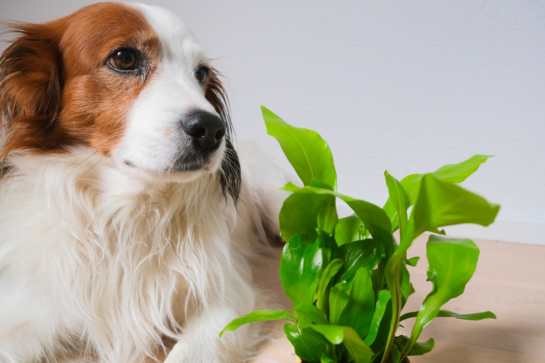 a dog looking at a plant
