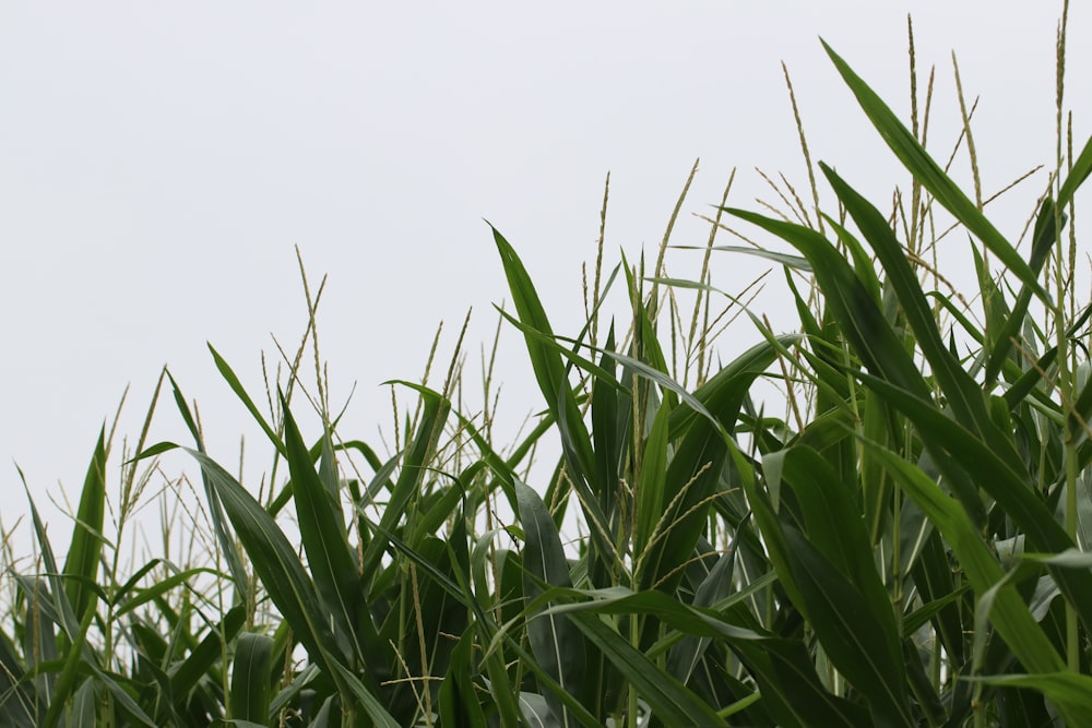 a close-up of some grass