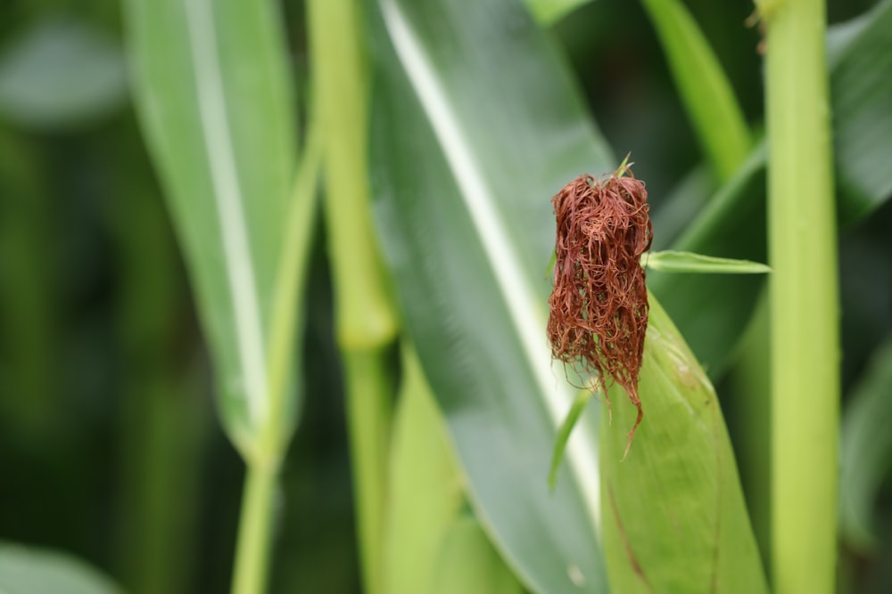 a bug on a leaf