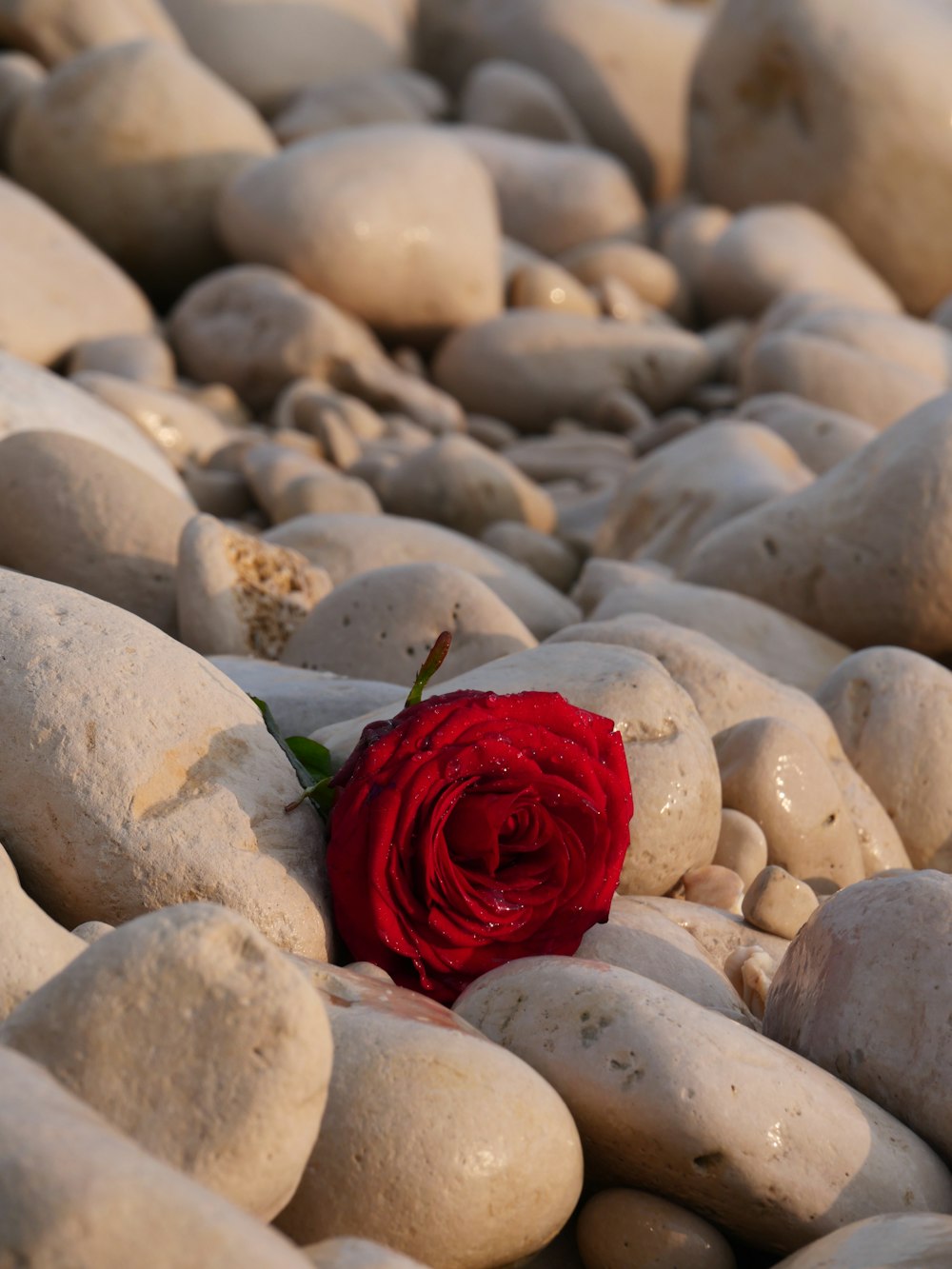 a red rose on a pile of rocks