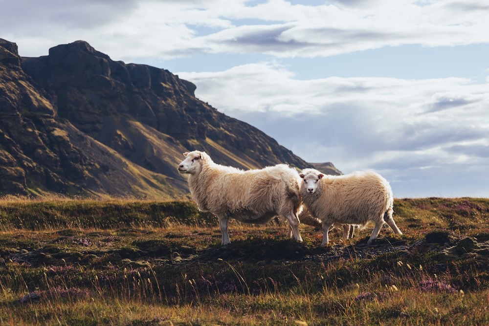 sheep on a hill