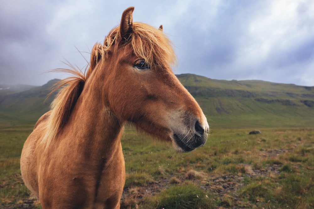 a horse standing in a field