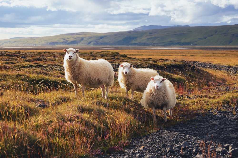 a group of sheep in a field