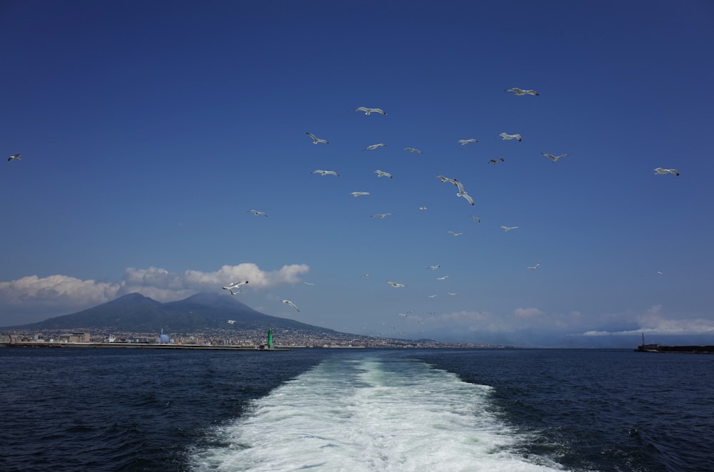um grupo de gaivotas voando sobre um corpo de água