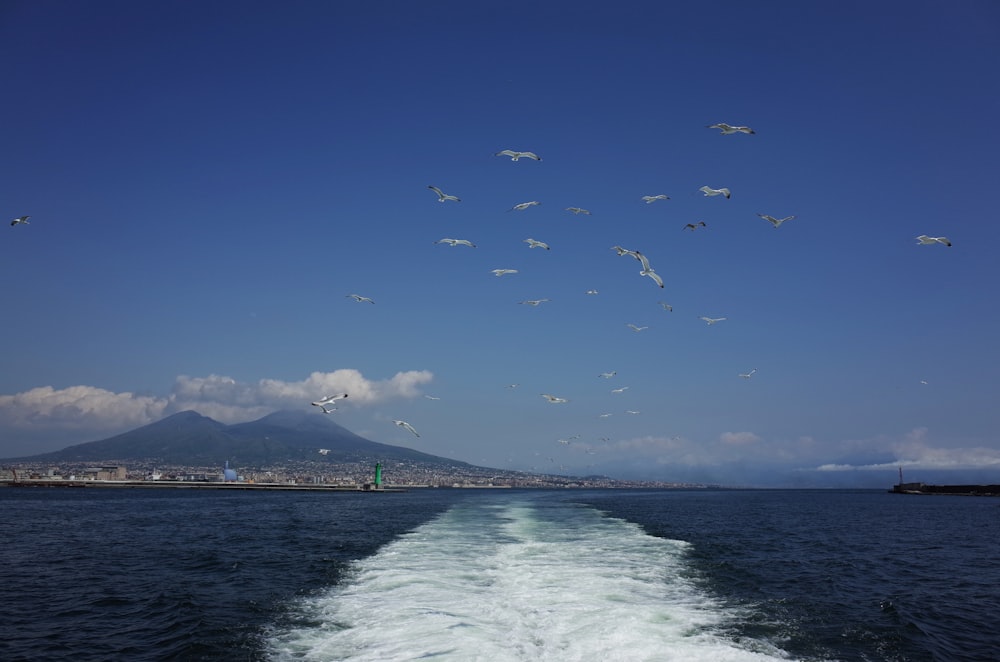 a group of seagulls flying over a body of water