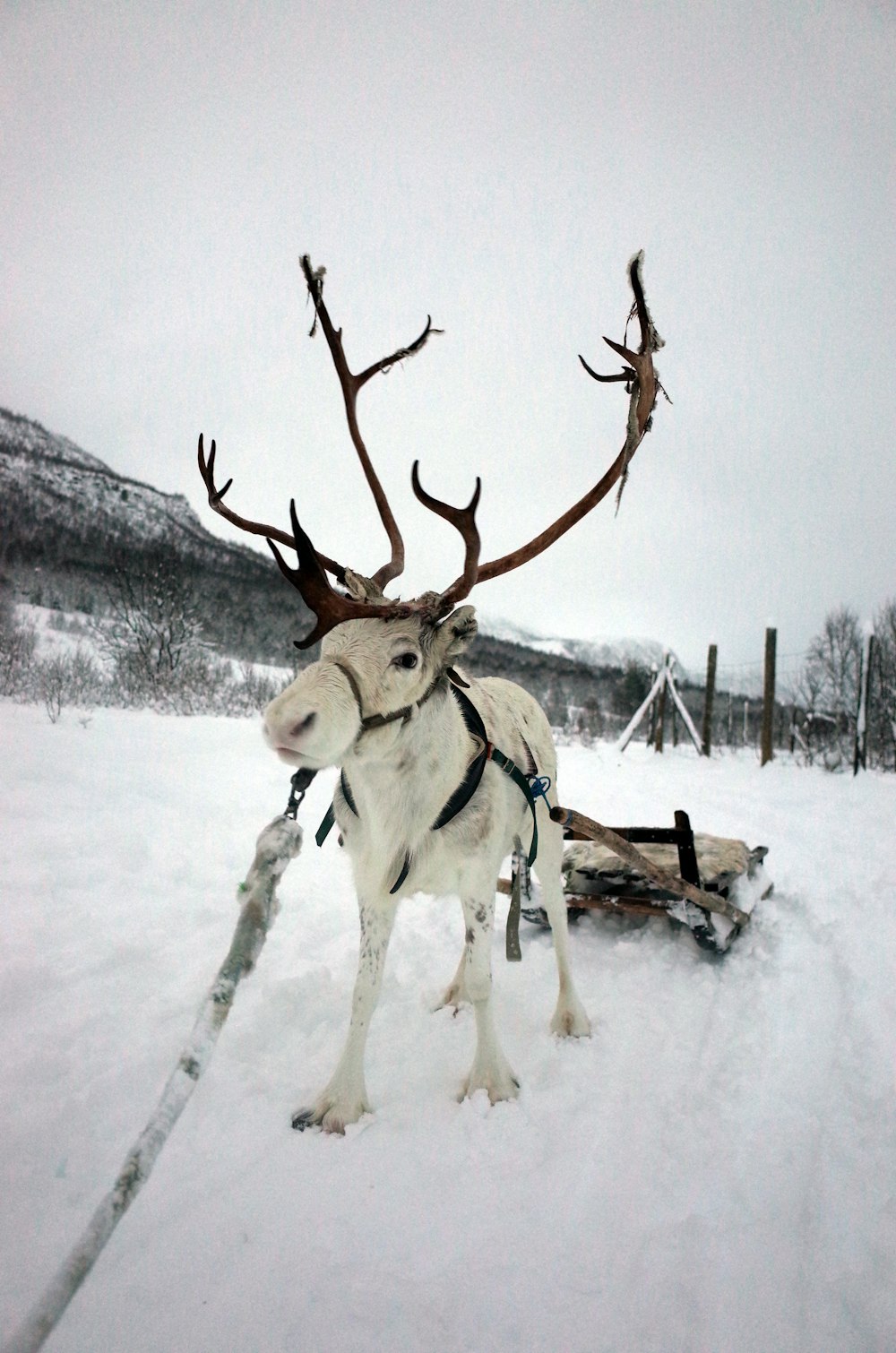 Renas · Sápmi