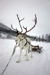 A white reindeer with large antlers is harnessed and standing on a snowy landscape. It is attached to a wooden sled behind it. The background includes snow-covered hills and sparse trees under a gray sky.