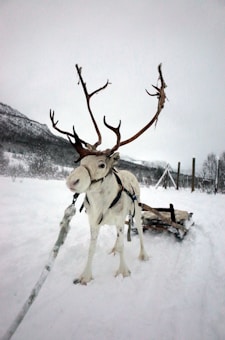A white reindeer with large antlers is harnessed and standing on a snowy landscape. It is attached to a wooden sled behind it. The background includes snow-covered hills and sparse trees under a gray sky.