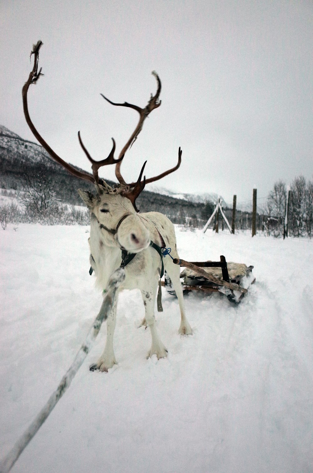 a deer with antlers in the snow