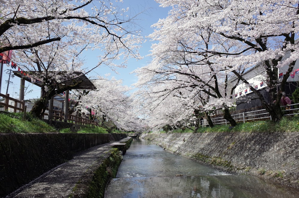 a river with white flowers on the banks