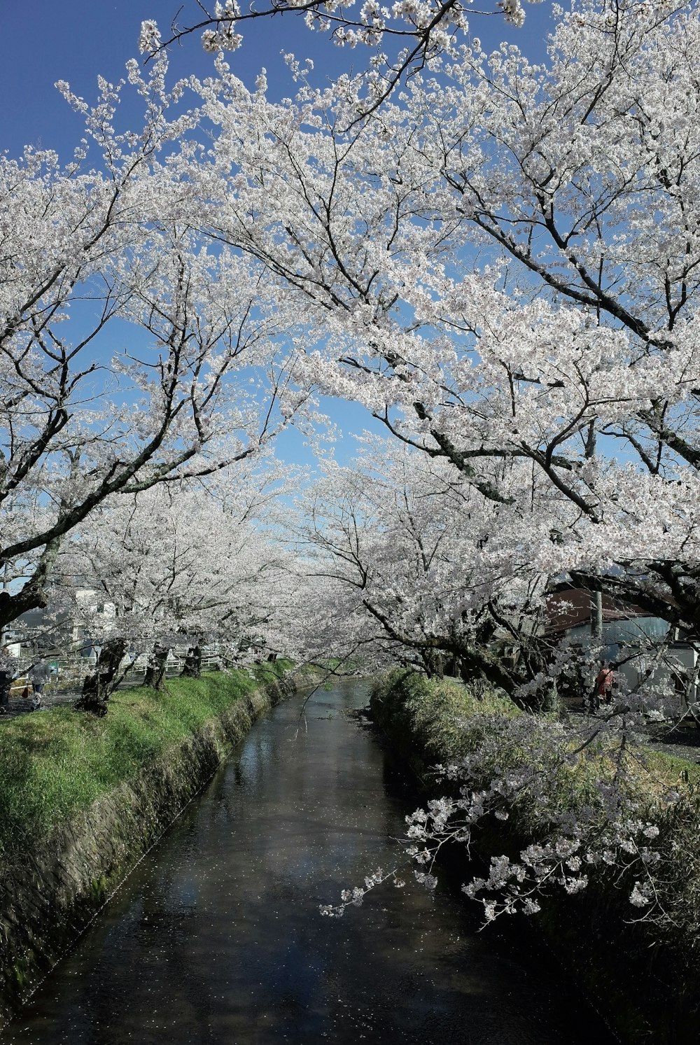 a river with trees on either side