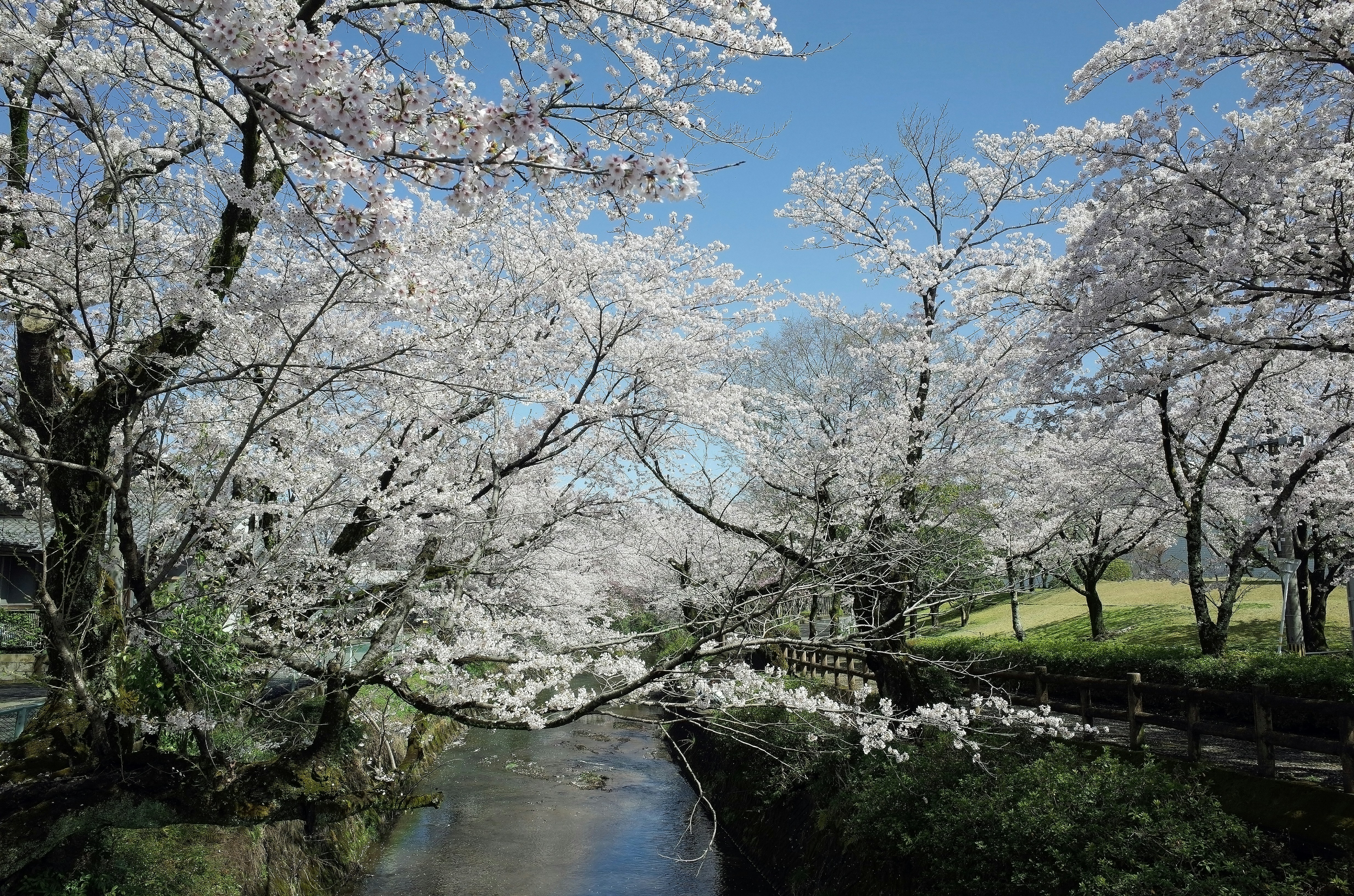 a river with white flowers on the banks