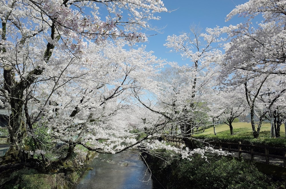 a river with white flowers on the banks