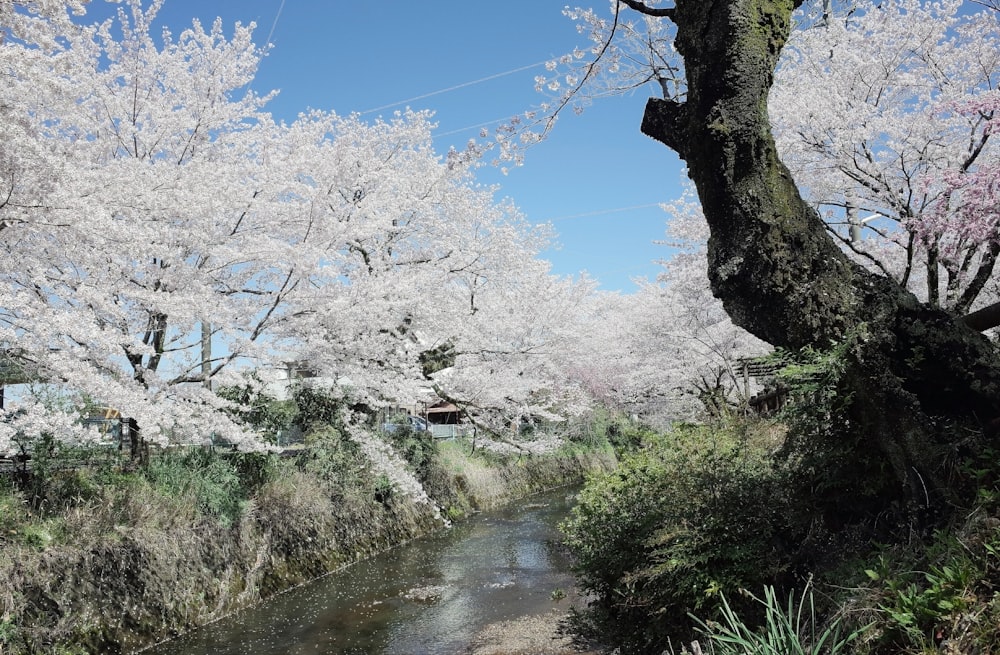 a river with trees and flowers on the banks