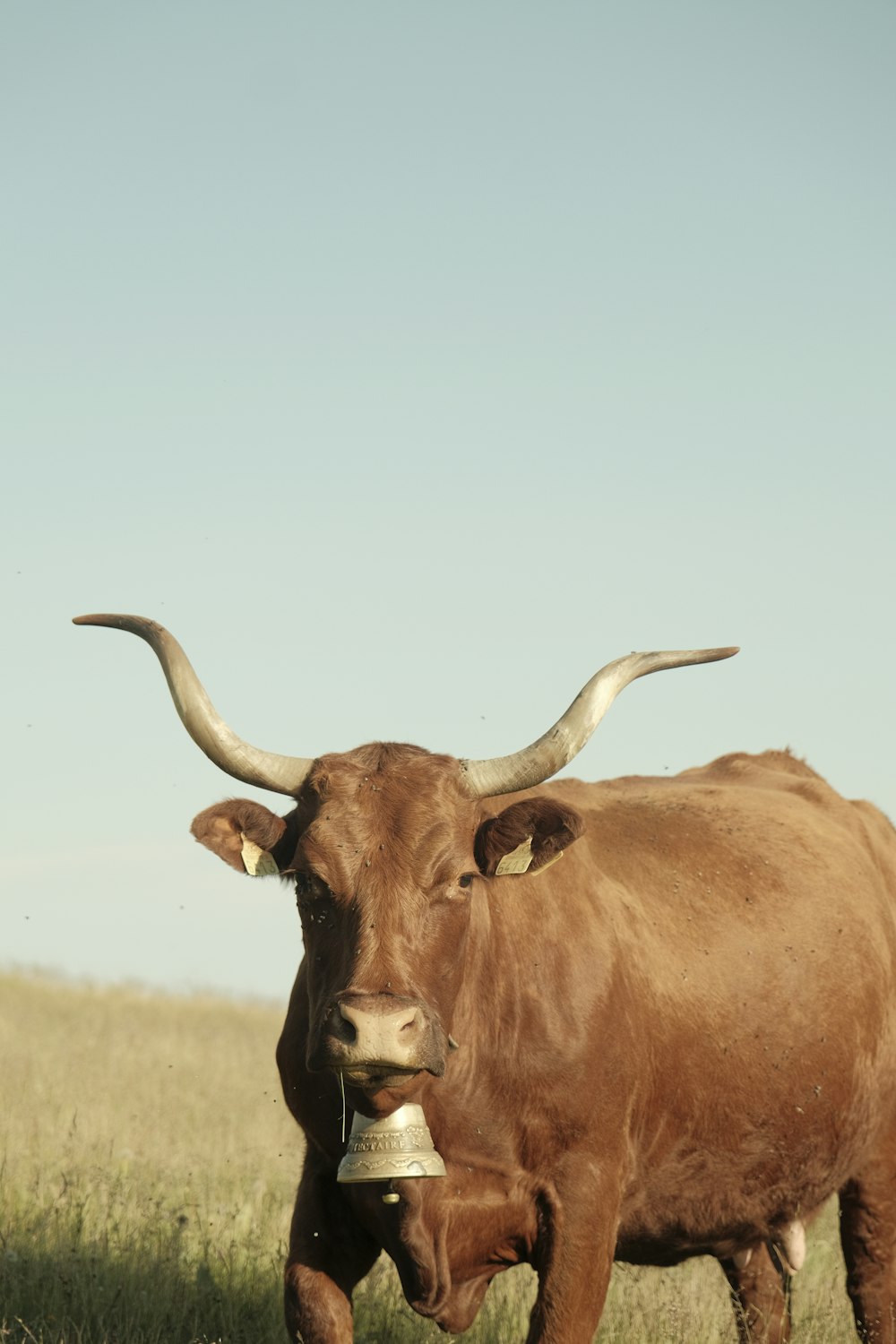 a cow with horns