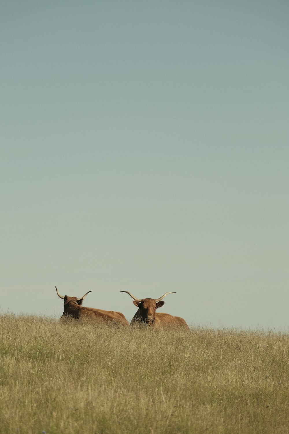 a couple of animals in a field