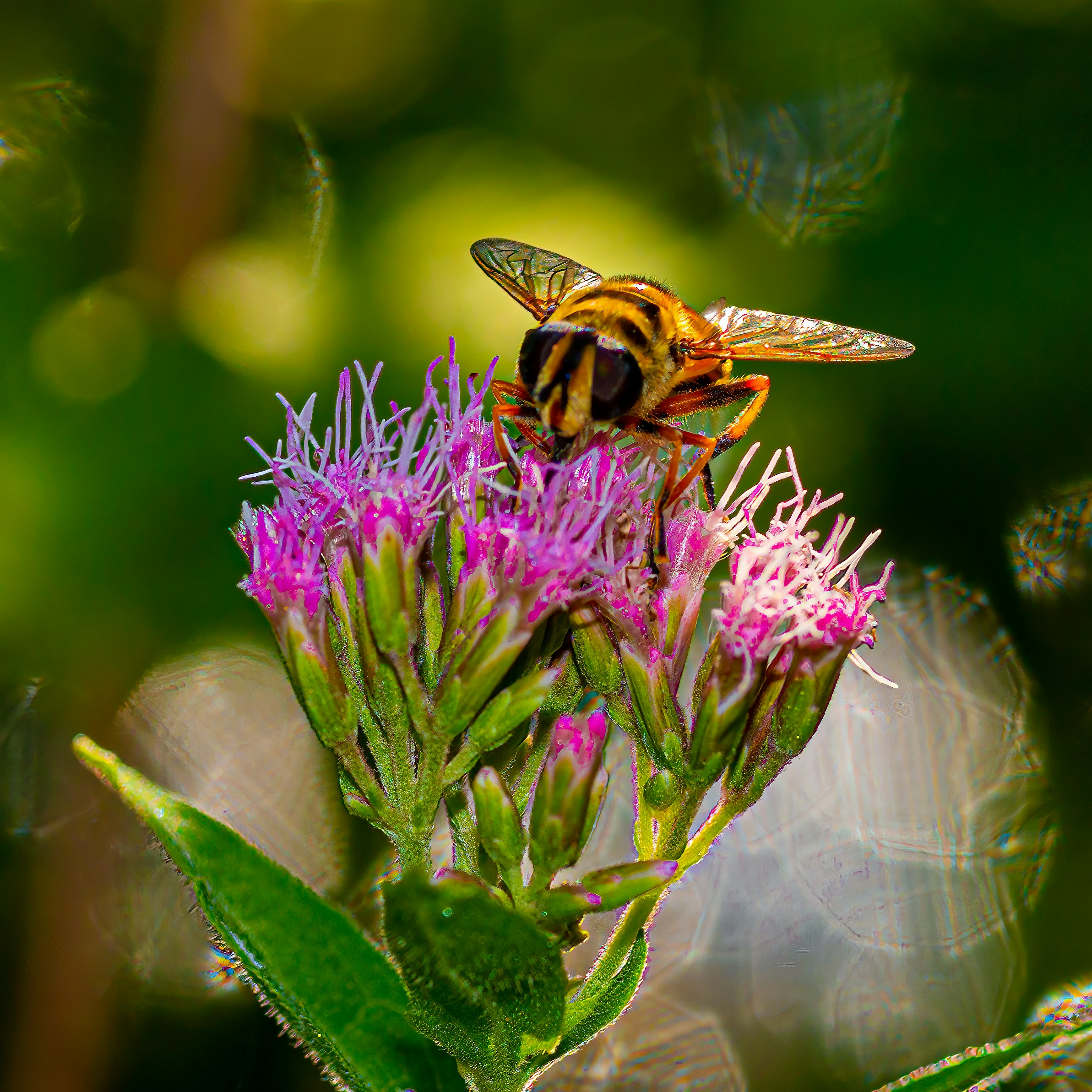 Photo by kennygoossen