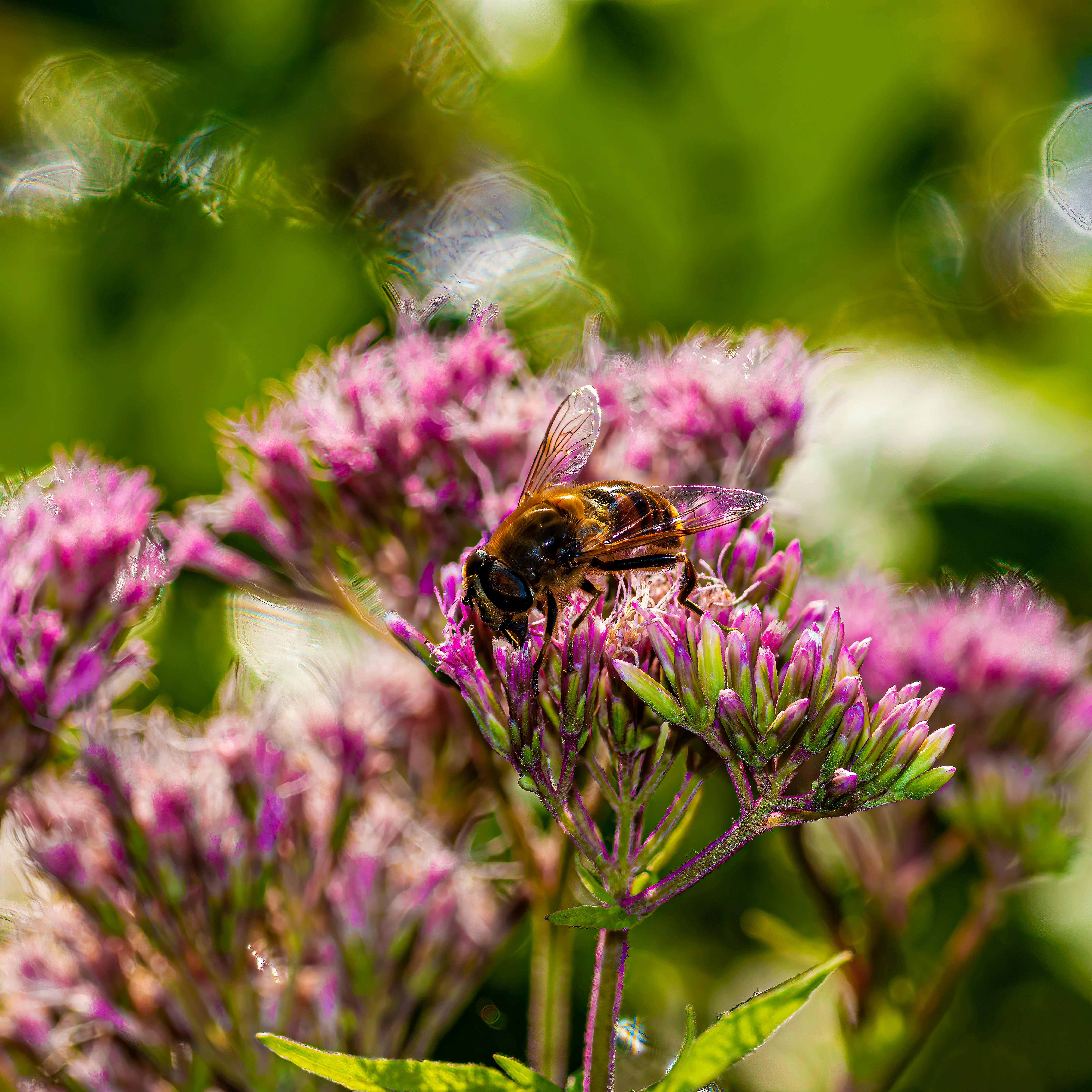 Photo by kennygoossen