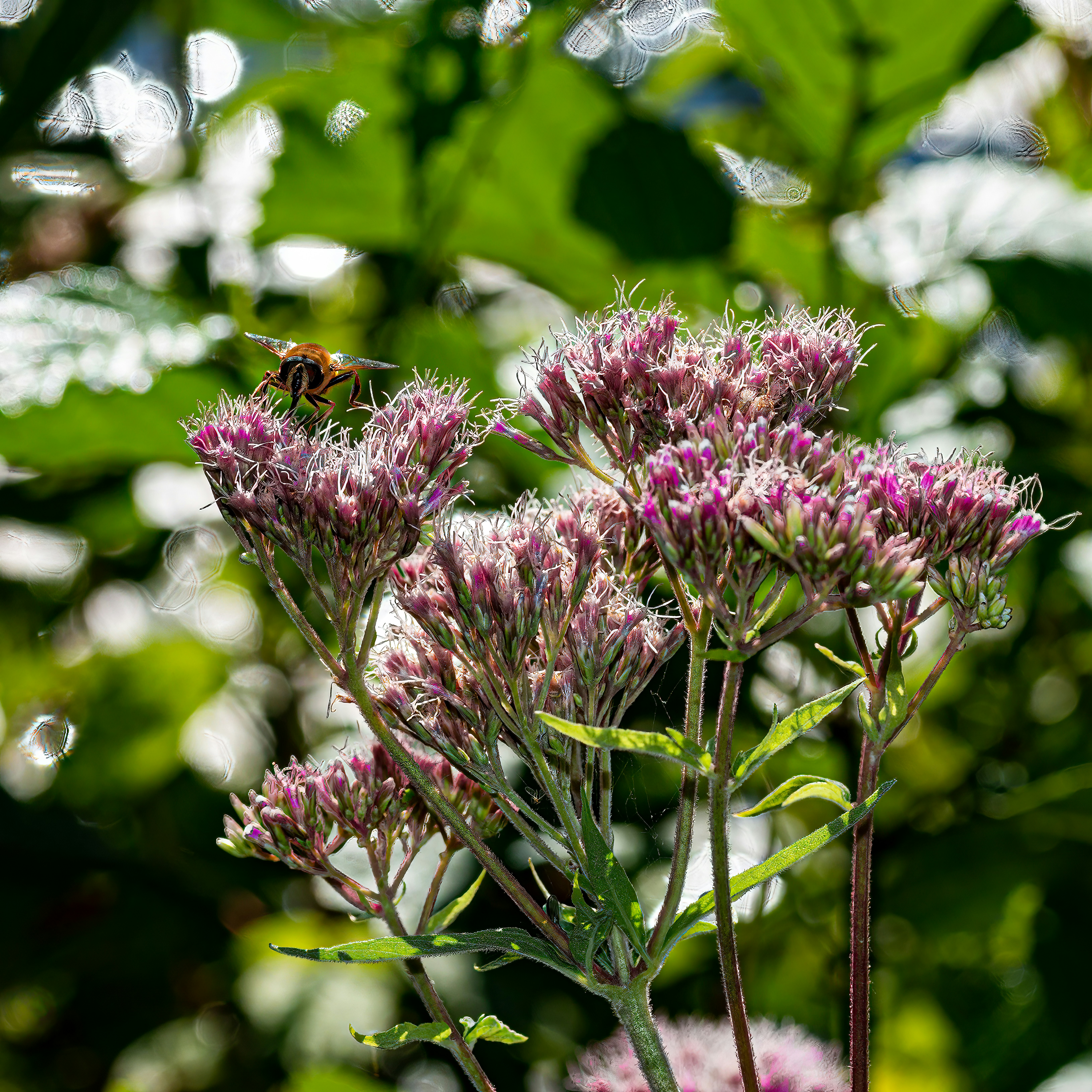 Photo by kennygoossen