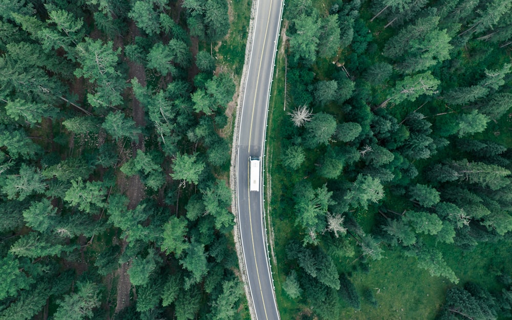 a road surrounded by trees