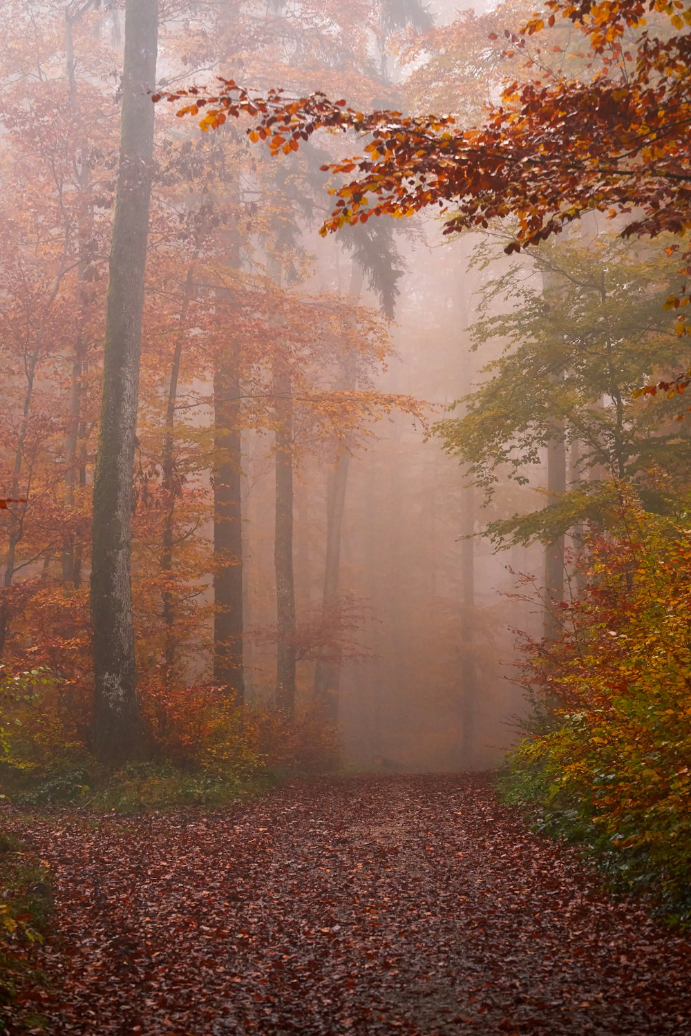 a foggy forest with trees