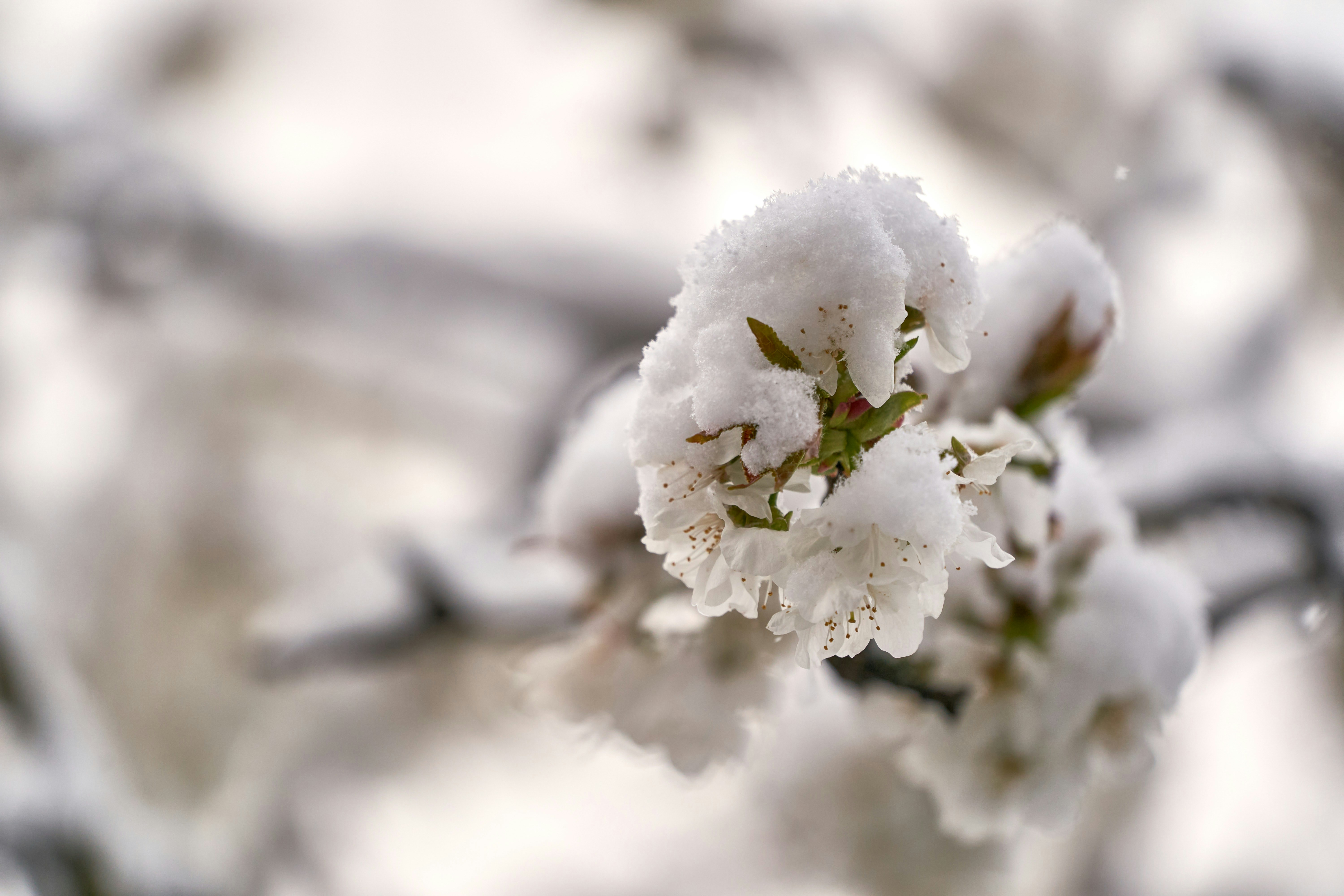 Photo by wolfgang_hasselmann