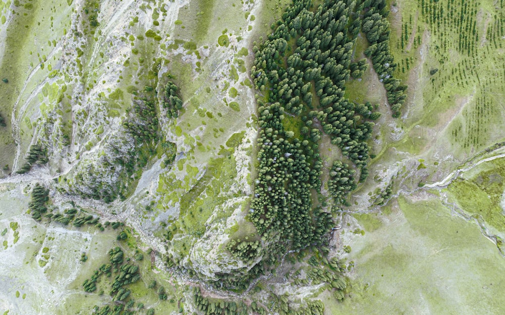 aerial view of a forest