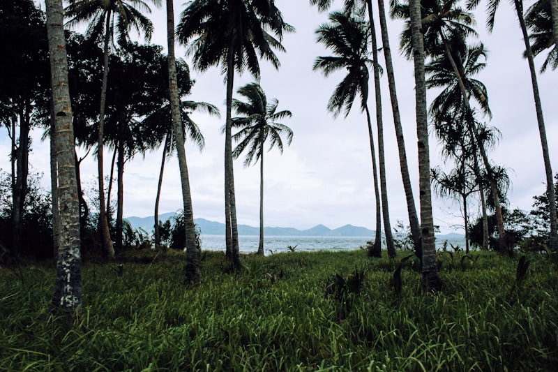 Pulau tropis berpohon palem di kawasan wisata Banda Neira