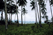 a group of palm trees next to a body of water