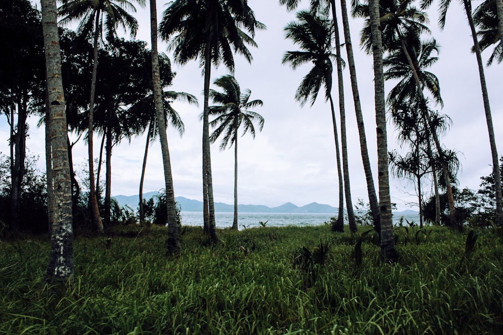 a group of palm trees next to a body of water