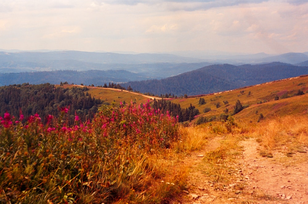 a grassy hill with flowers and trees