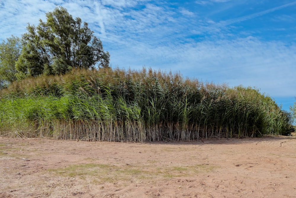 un campo de árboles