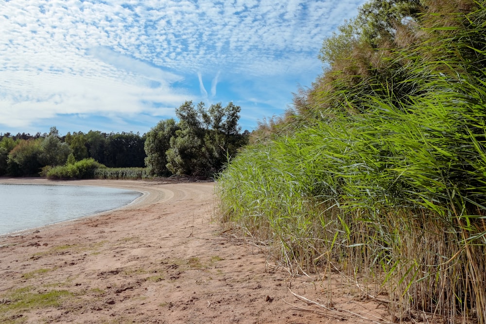 a sandy beach with trees and water