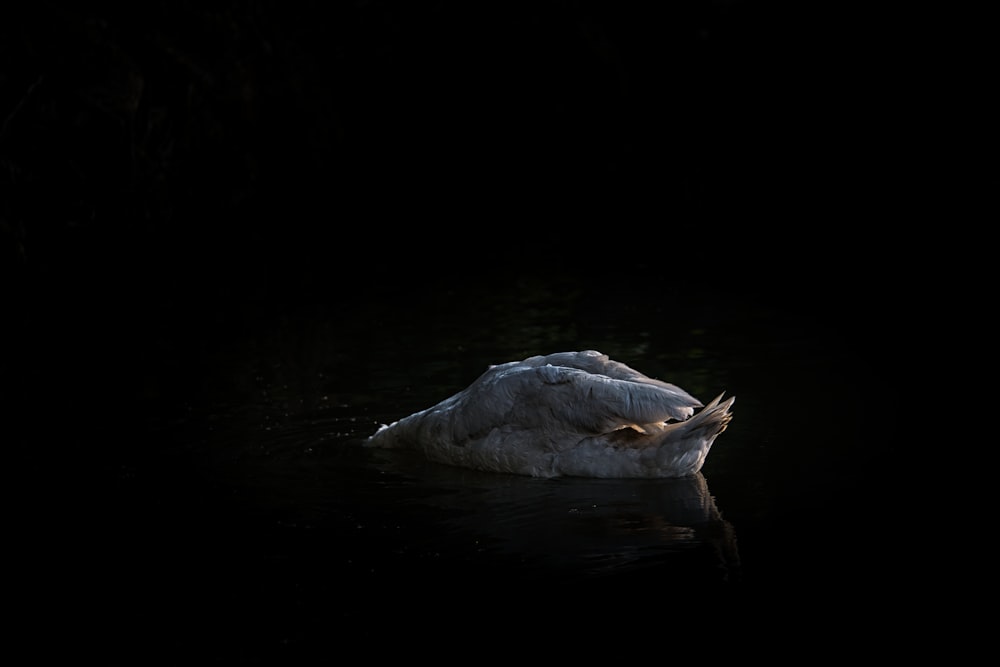 a white feather floating in water