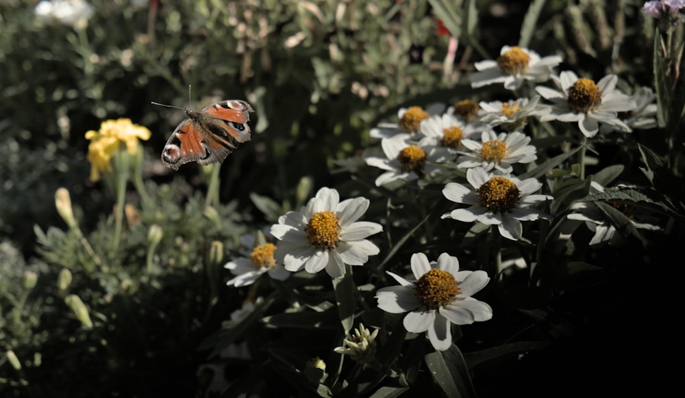 a butterfly on a flower