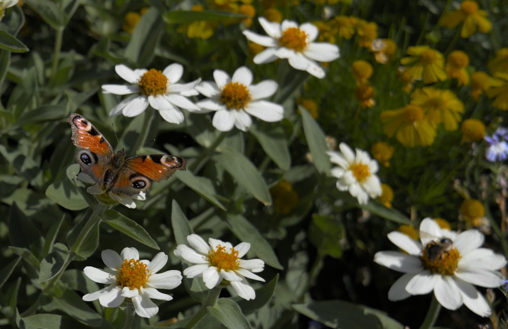 a butterfly on a flower