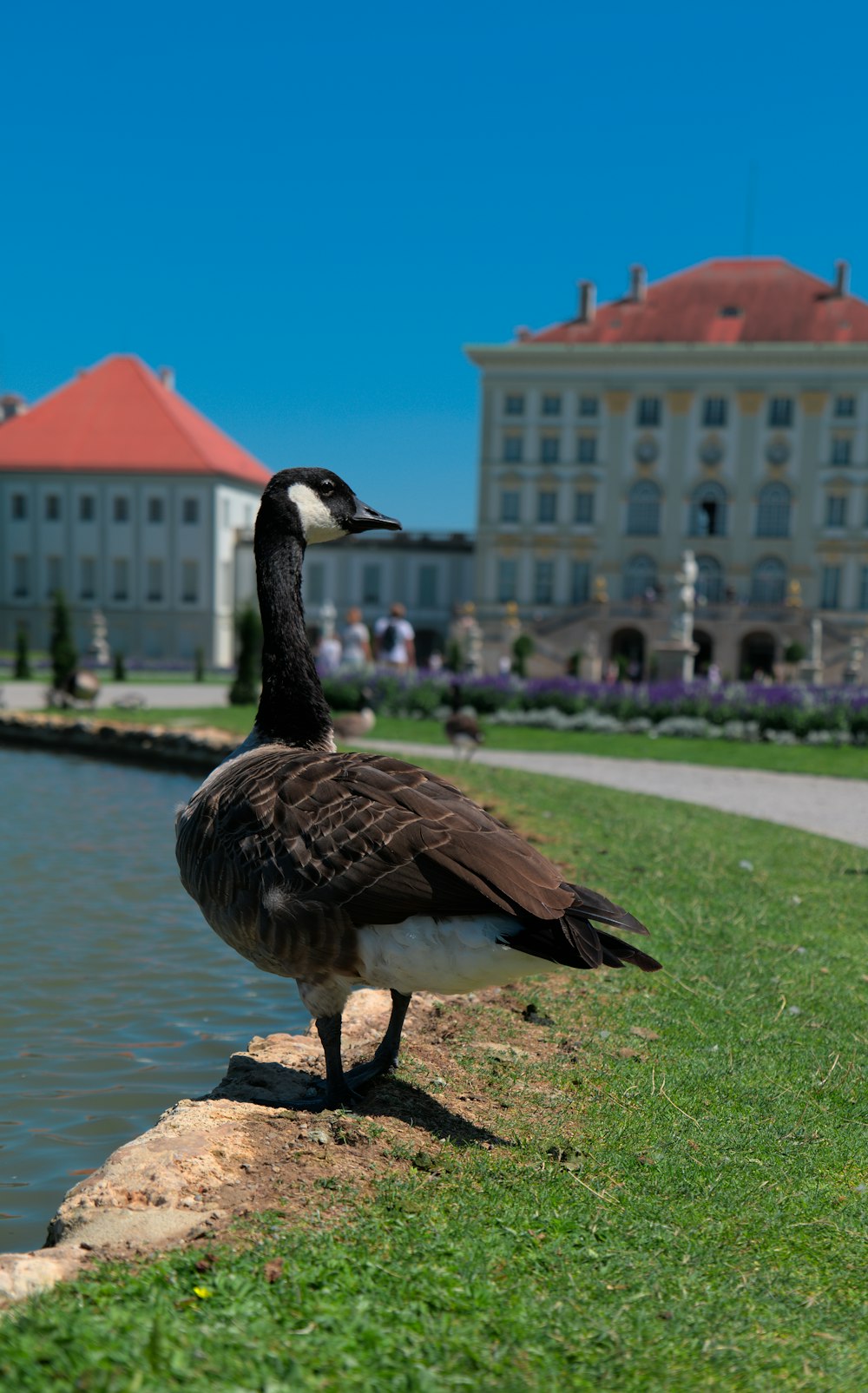 a goose standing on grass by a body of water