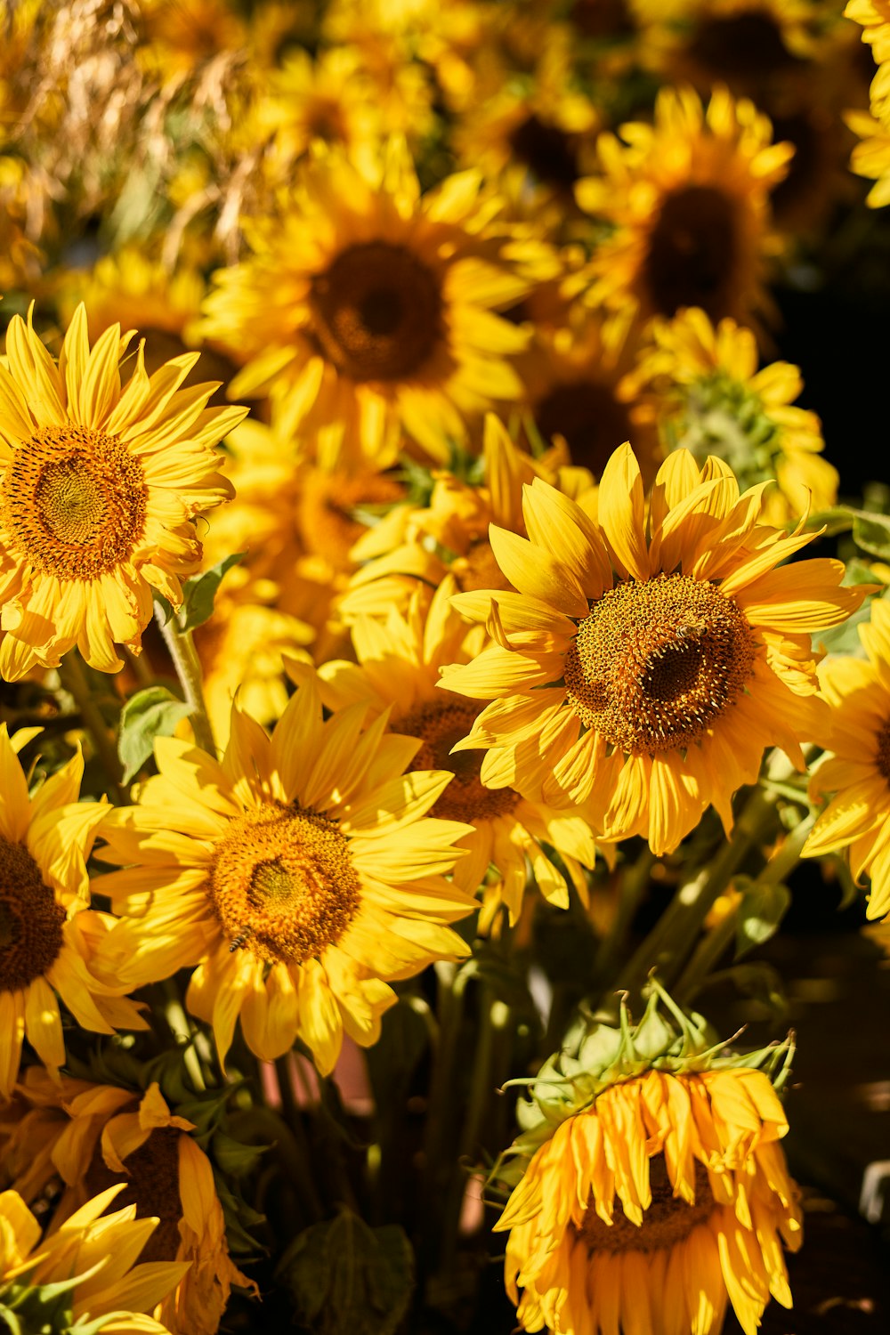 a group of sunflowers