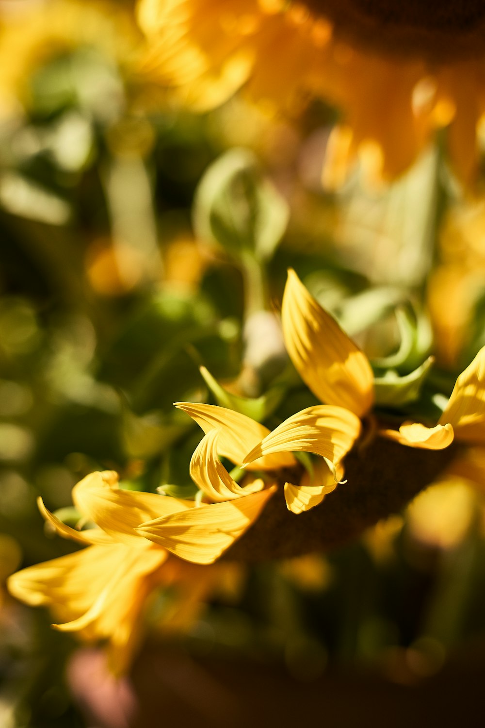 close up of yellow flowers