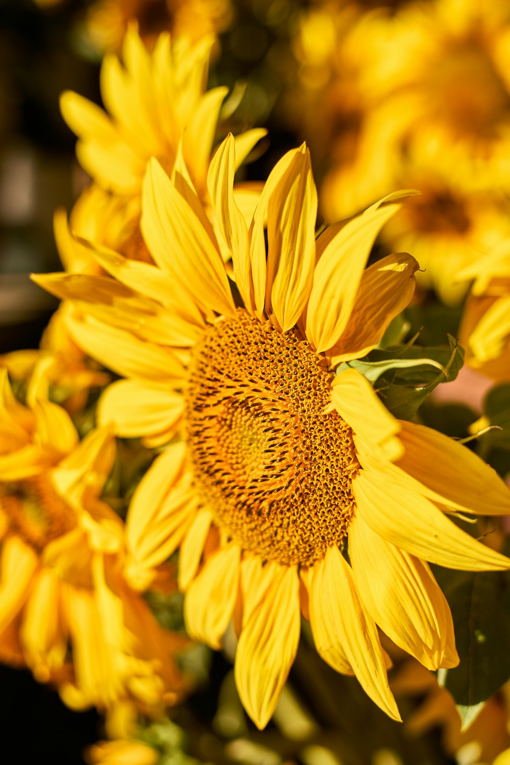 a close up of a flower