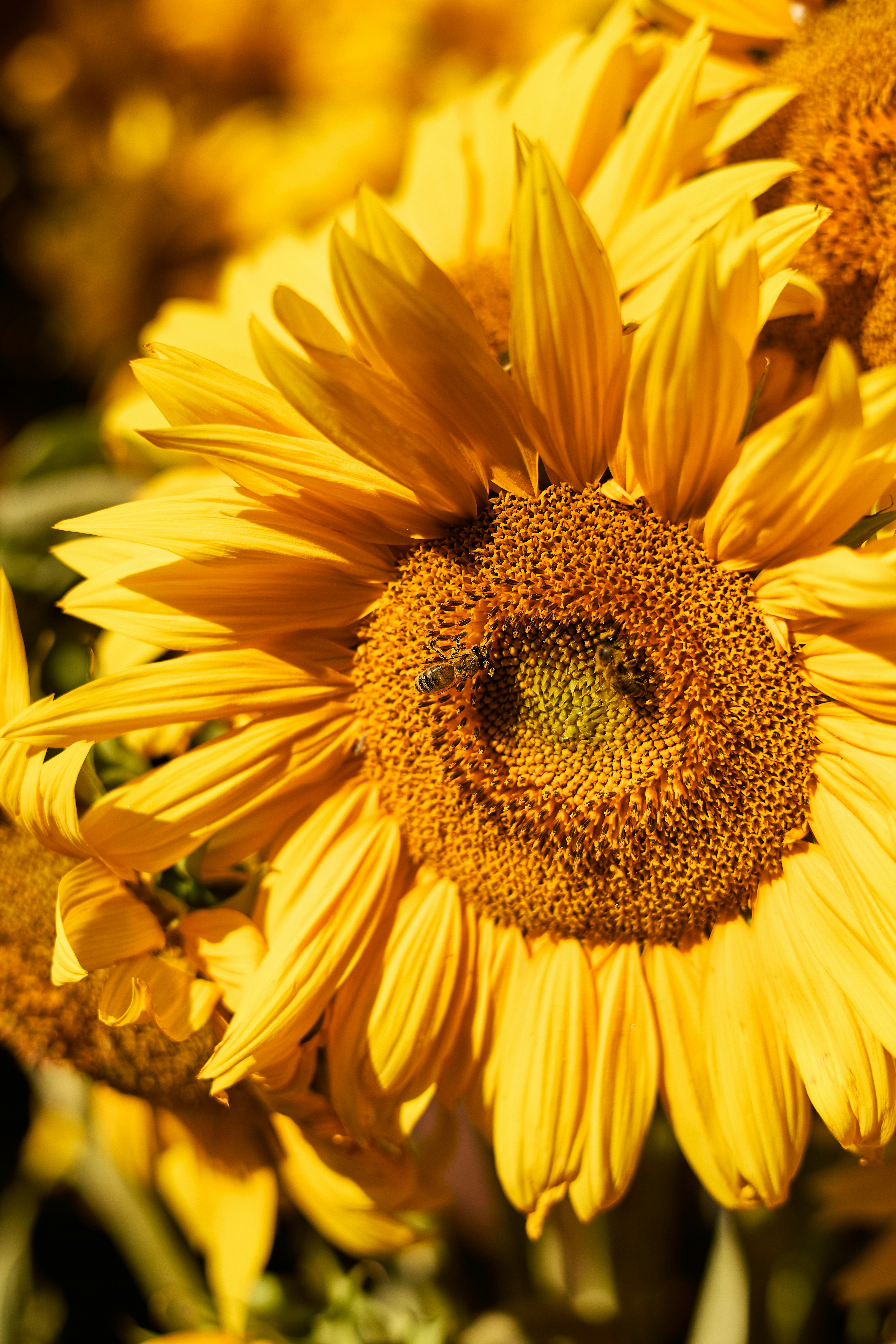 Photo by ann_leo_photo