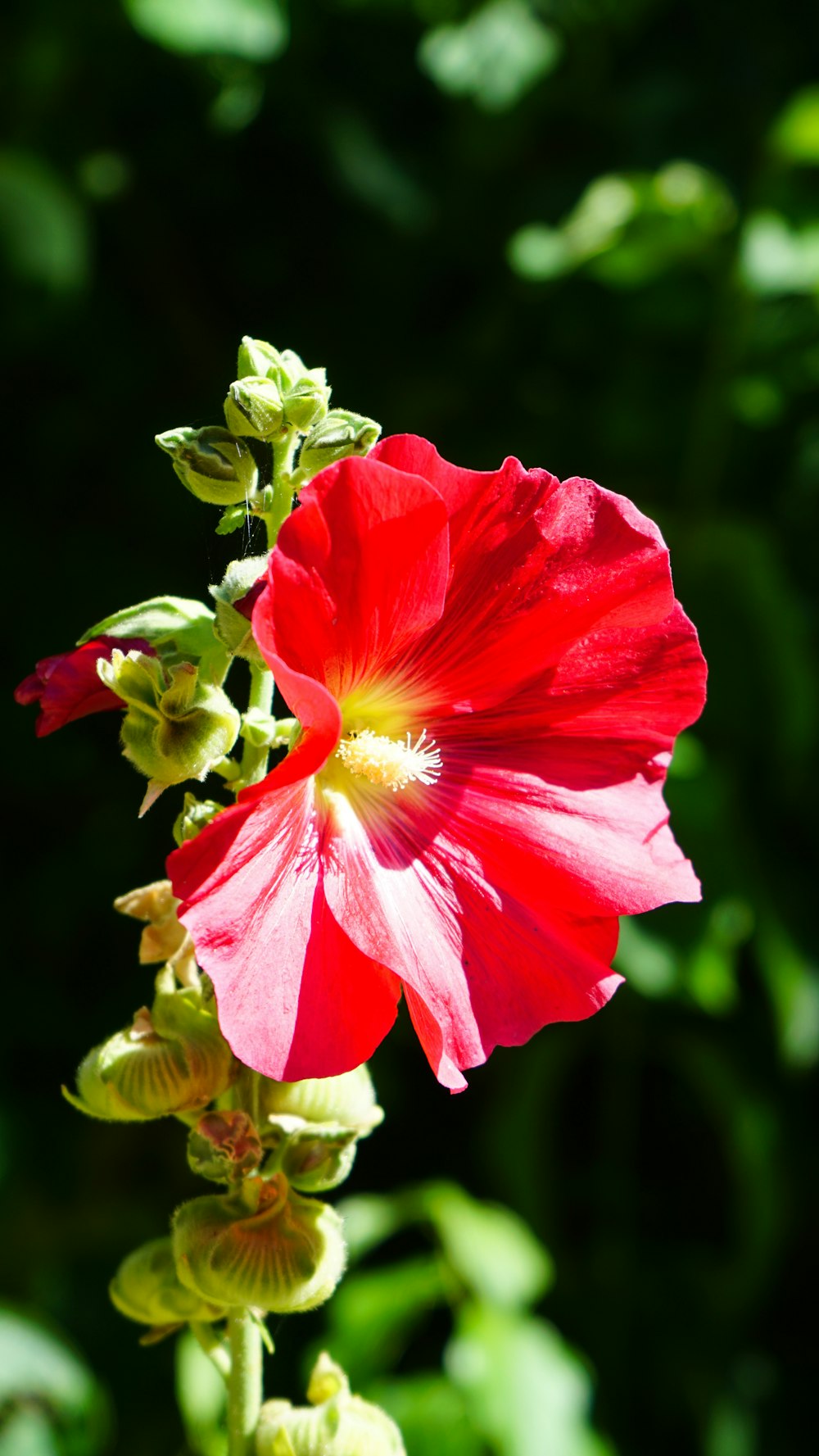 a close up of a flower