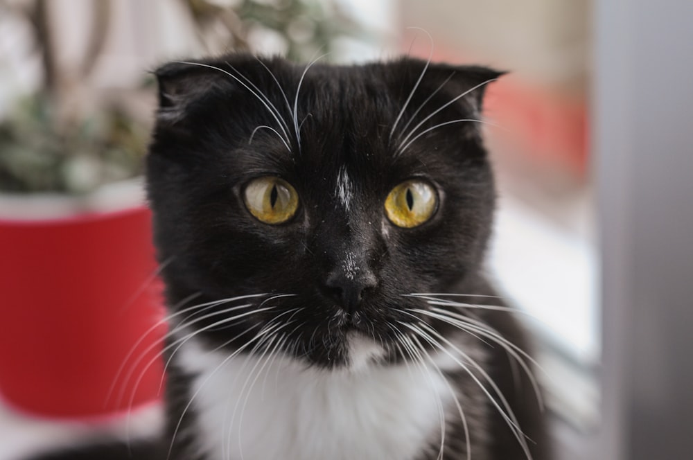 a cat with yellow eyes