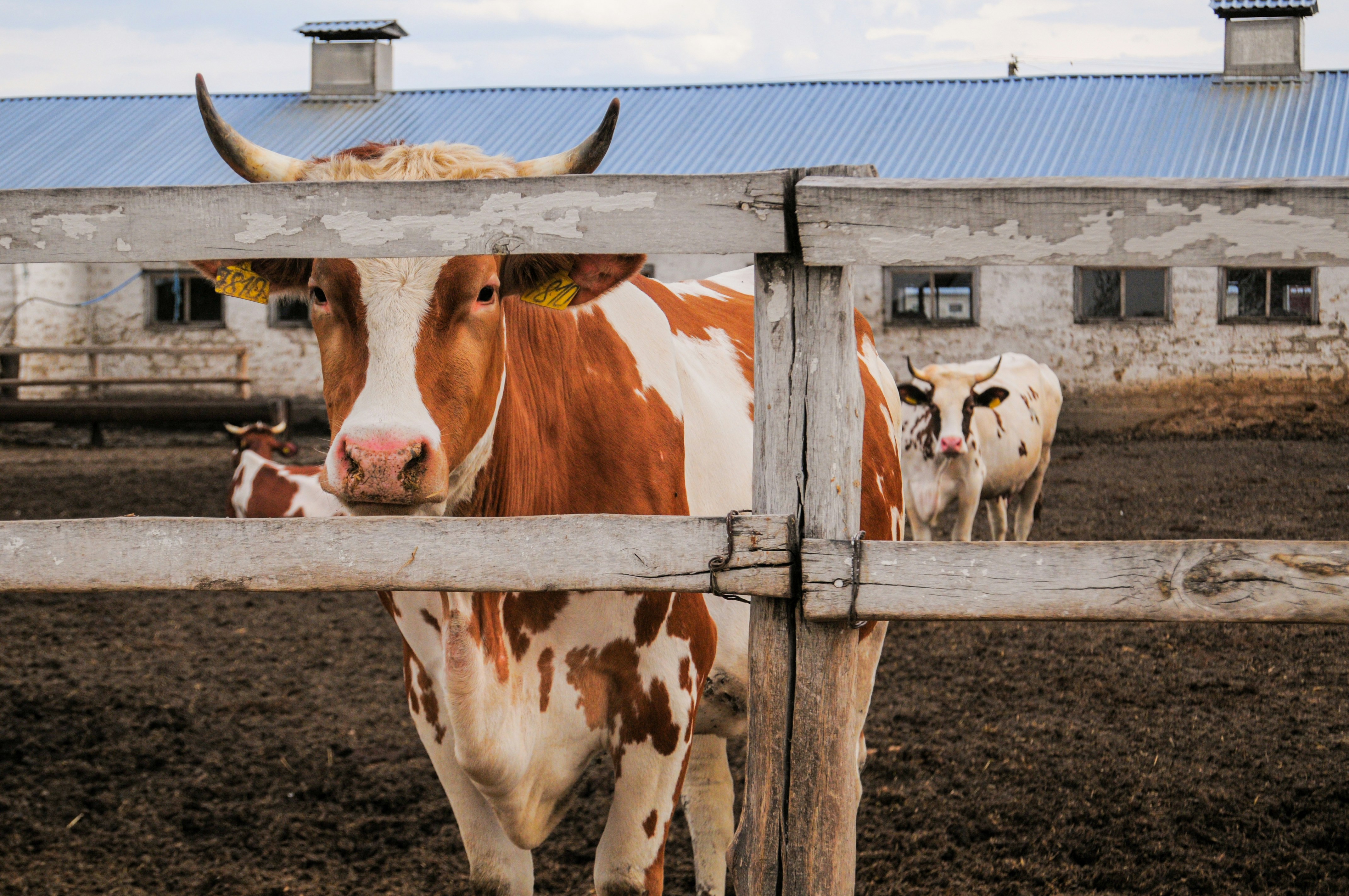 cows behind a fence